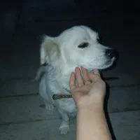 سگ)|سگ|رامسر, |دیوار