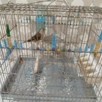 2 تا سهره قناری|پرنده|چهاردانگه (تهران), |دیوار