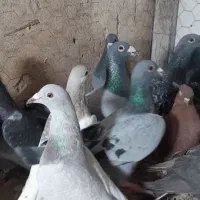 ۳۰تا کفتر بوم زدوخوردی تبعیدی|پرنده|مشهد, کوشش|دیوار