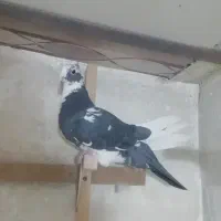 کبوتر|پرنده|شیراز, شهرک مهدیه|دیوار