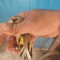 طوطی،عروس هلندی،سقا،سهره،جوجه|پرنده|کرمان, |دیوار
