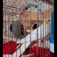 عروس هلندی سخنگو|پرنده|پاکدشت, شهرک امام رضا|دیوار