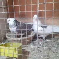 یک جف کبوتر پشتی سالم پرشی