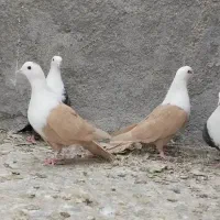 کبوتر کله سفید