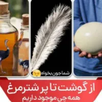 جوجه شترمرغ تخم خوراکی گوشت روغن درمانی قلم