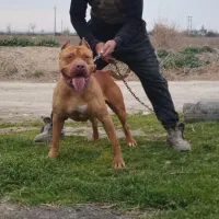 واگذاری سگ خراسانی پژدر سرابی آلابای ژرمن پیتبول