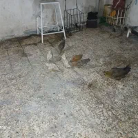 مرغ و برنی