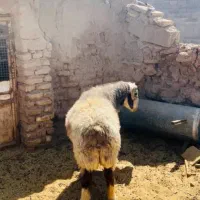 قوچ نژاد دار|حیوانات مزرعه|سیرجان, |دیوار