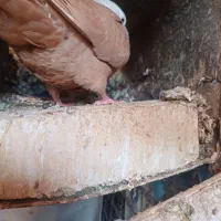 کله سفید آس آس