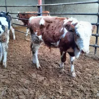 گوساله سیمینتال نر گاو|حیوانات مزرعه|لالجین, |دیوار