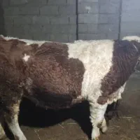 دو عدد گوساله نر اصل سیمینتال