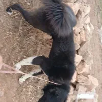 سگ قدرجونی|سگ|سرعین, |دیوار