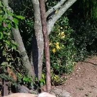 واگذاری اشپیتز