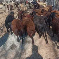 45 راس میش افشار