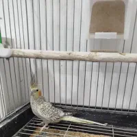 عروس هلندی|پرنده|یزد, |دیوار