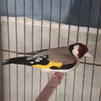 سهره نر