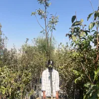 درخت گردو اسراییلی مطابق عکس ۸۵۰