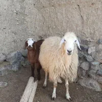 میش و بره|حیوانات مزرعه|اسفراین, |دیوار