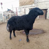 قوچ قره قزیل|حیوانات مزرعه|نقده, |دیوار