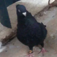 کبوتر زاغ ابادانی ماده