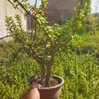 بونسای خرفه ای|گل و گیاه طبیعی|پاکدشت, پاکدشت (مامازند)|دیوار
