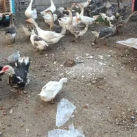 غاز اردک مرغ بوقلمون بره|حیوانات مزرعه|اهواز, اهواز|دیوار
