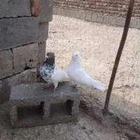 کبوتر|پرنده|بناب, |دیوار