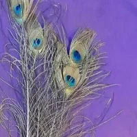 پر طاووس طبیعی