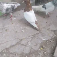 سینه سرخ ماده