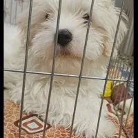 واگذاری سگ|سگ|فارسان, |دیوار