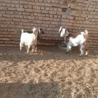 بزغاله|حیوانات مزرعه|جوادآباد, |دیوار