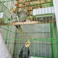 عروس هلندی نر ماده