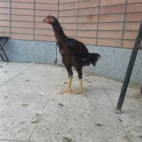 خروس لاری|حیوانات مزرعه|شاهین‌شهر, شهرک میلاد|دیوار