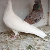 کبوترهماسرور