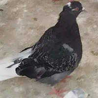 ابلغ باخت رفته هر کی گرفته خریدارم