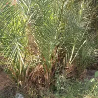 پا جوش درخت خرما|گل و گیاه طبیعی|بم, |دیوار