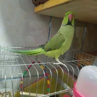 ملنگو رودان