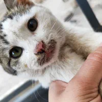 واگذاری گربه