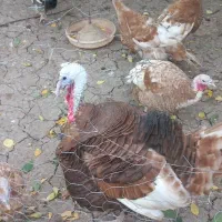 خروس بوقلمون نمیچه|حیوانات مزرعه|اردبیل, |دیوار