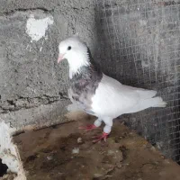 فروش تعدادی طوقی خوب درجه یک همه رنگ هست