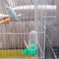 مرغ عشق|پرنده|اردبیل, |دیوار