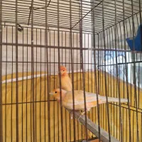 قناری نر و ماده مولد رد فکتور