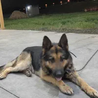 سگ شپرد ژیرمن نگهبان|حیوانات|اشنویه, |دیوار