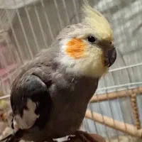 گمشده