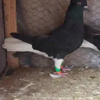 کفتر زاغ دم سفید ماده/تازه تخت کرده/بدون ارایش