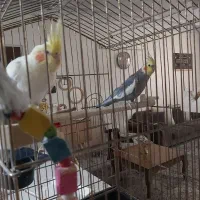 یک جفت نر ماده عروس هلندی