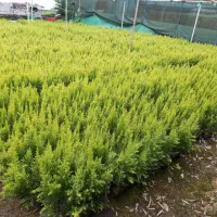 کاج طلایی لاوسون تیراژ بالا موجوده