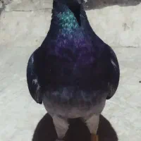 کبوتر پلاکی چاپی جان آردن نر گلد