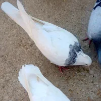 کفتر رنگی . طوقی .پلاکی|پرنده|رامشیر, |دیوار
