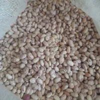 فروش لوبیا قرمز و چیتی و سفید درجه یک|عمده‌فروشی|خانمیرزا, |دیوار